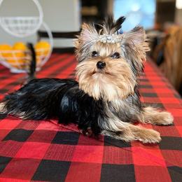Yorkshire Terriers from Babydoll Yorkies of Texas