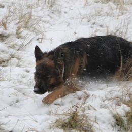 Valkarie - German Shepherd
