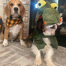 Beagle Puppies from Fleur de Lis Beagles