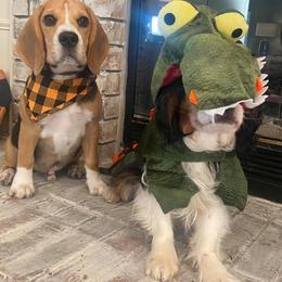 Beagle Puppies from Fleur de Lis Beagles