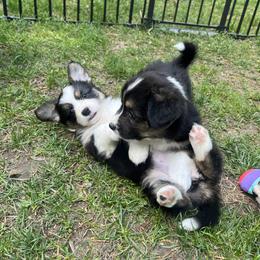 Pembroke Welsh Corgi Puppies from Potato Patch