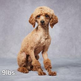 Rusty - Poodle