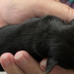 Morkie and Yorkshire Terrier Puppies from Dyer's Beauties
