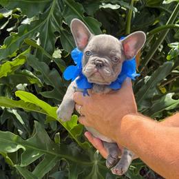 Roman - Liver male French Bulldog puppy in Palm Coast, Florida from Calypso Island French Bulldogs