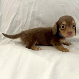 Dark Blue - Dapple male Dachshund puppy in Silver Springs, Florida from DeMarsh's Dachshunds