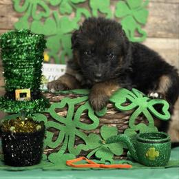 Orange - Yang - Black and red male German Shepherd puppy in Iola, Wisconsin from Aus Hütehunde German Shepherds
