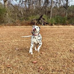 Luna - White and black female Dalmatian puppy in Wilson, North Carolina from New Horizonz Dalmatians