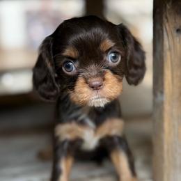 ODETTE - Chocolate female Cavalier King Charles Spaniel puppy in Draper, Utah from Peaks Pups — Exceptional by Nature. Raised with Purpose.