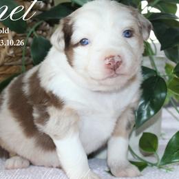 Bennet (RMM 1) - Red merle male Miniature Australian Shepherd puppy in Grandfield, Oklahoma from Hunt Farms Australian Shepherds
