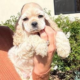 Grey collar male - Buff male Cocker Spaniel puppy in Bonsall, California from CuttinBlue Farms