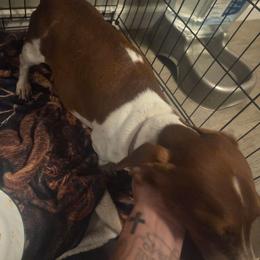 Abby - Dachshund