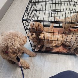 Cavapoo Puppies from Prince Pups