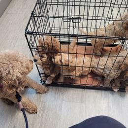 Cavapoo Puppies from Prince Pups