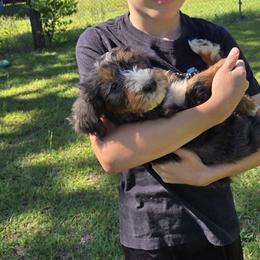 Bernedoodle and Goldendoodle Puppies from Ivey's Poodles & Doodles