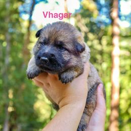 Vhagar - Sable female German Shepherd puppy in Santa Cruz, California from Von Guadachi German Shepherds & Audacity Border Collies