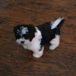 Boy 2 - Black and white male Shih Tzu puppy in White Pigeon, Michigan from Kathys Yorkie and Shih-tzu Cuties