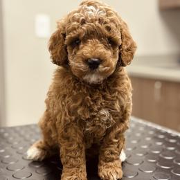 Bernedoodle, Goldendoodle, and Poodle Puppies from 4goldendoodles
