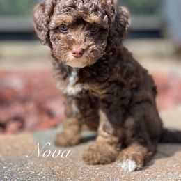Girl 1 - Australian Labradoodle puppy in Lithia, Florida from Simply Trained