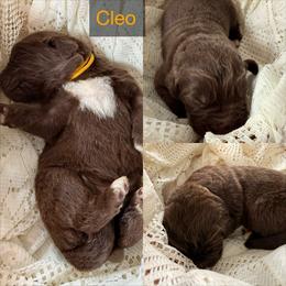Cleo - Brown female Newfoundland puppy in Goodhue, Minnesota from Claypits Newfoundlands