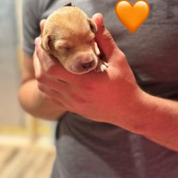 Orange Male - Yellow male Labrador Retriever puppy in Franklin, Virginia from Oak Hollow Retrievers