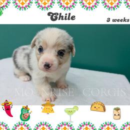 Chile - Blue merle and white male American Corgi puppy in Mansfield, Ohio from Moonrise corgis