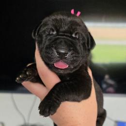 JANET Black Tan or brindle point - Black female Great Dane puppy in Port Clinton, Ohio from LakeSide Danes