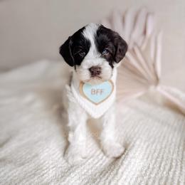 Mahal - Love litter - Chocolate male Australian Labradoodle puppy in Syracuse, Indiana from The Doodle Cove