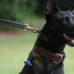 Belgian Malinois and German Shepherds from Debby Sundstrom