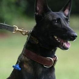 Belgian Malinois and German Shepherds from Debby Sundstrom