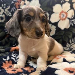 Stella-AKC - Blue and tan female Dachshund puppy in Gerber, California from Red Dirt Doxies