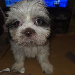 Mickey - Red and white male Shih Tzu puppy in Englewood, New Jersey from Sincerely Paws