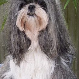 Shih Tzus from CO-CO-LA-RO Shih Tzu Tampa,FL