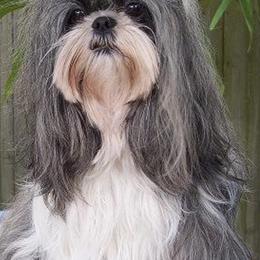 Shih Tzus from CO-CO-LA-RO Shih Tzu Tampa,FL