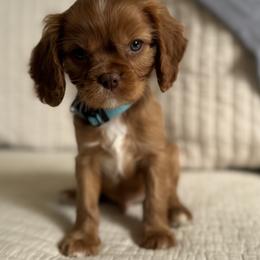 Hearth - Chocolate male Cavalier King Charles Spaniel puppy in Beckley, West Virginia from By Design Doodles