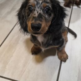 Dachshund Puppies from Mini Doxie Mischief Makers