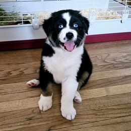 Australian Shepherd Puppies from Gypsy River Aussies