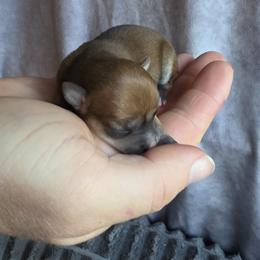 Pequena - Red female Chihuahua puppy in East Camden, Arkansas from RoyAl