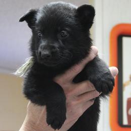 Nolas Pink Girl - Black female German Shepherd puppy in Lake George, Colorado from High Country German Shepherds