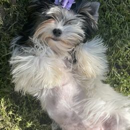 Biewer Terrier and Yorkshire Terrier Puppies from York Town California