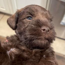 Ernest - Liver male Miniature Schnauzer puppy in Interlachen, Florida from Pam's Schnauzers