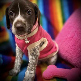 Pink reserved - Liver roan female German Shorthaired Pointer puppy in Hardeman County, Tennessee from Howell Farm GSP