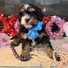 Bernedoodle and Labradoodle Puppies from Pine Brook Pups