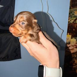 Boone - Chocolate and cream male Dachshund puppy in Onalaska, Texas from Smokey Pines Dachshunds