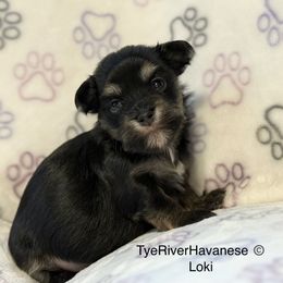 Loki - Black and tan male Havanese puppy in Lovingston, Virginia from Tye River Havanese