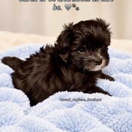 Maltipoo 2 - Silver male Maltipoo puppy in Honolulu, Hawaii from Chez Lexi Kennels