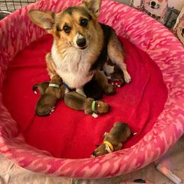 Pembroke Welsh Corgi Puppies from Annwyl McCorgis