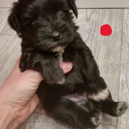 Coal - Black male Miniature Schnauzer puppy in Sandy, Utah from Phantom Mage Schnauzers