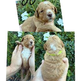 Maggie - Red  female Goldendoodle puppy in Chattanooga, Tennessee from Scenic City Doodles