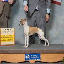 Mademoiselle - Italian Greyhound