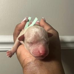 Poodle Puppies from J'Adore Doodles